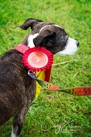 2149_FunDay2017_PAWS_craigshaw