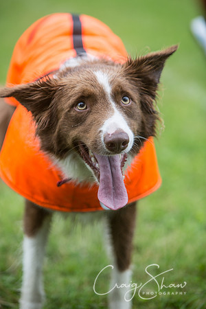 39_FunDay2017_PAWS_craigshaw