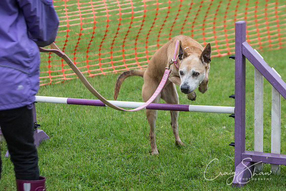 82_FunDay2017_PAWS_craigshaw