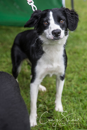 99_FunDay2017_PAWS_craigshaw