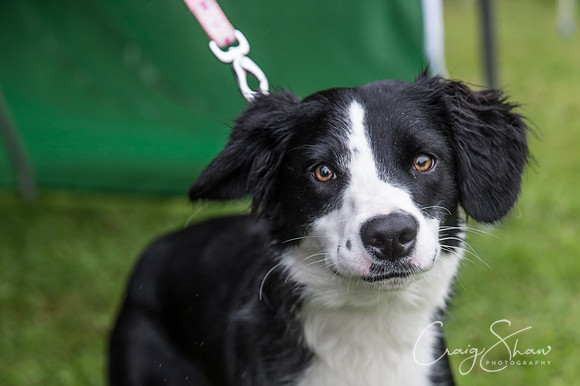 99_FunDay2017_PAWS_craigshaw-2