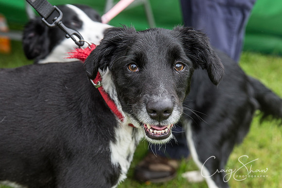 102_FunDay2017_PAWS_craigshaw