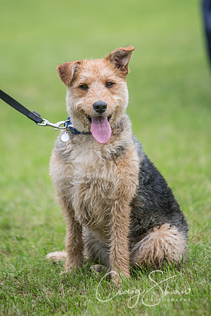 156_FunDay2017_PAWS_craigshaw