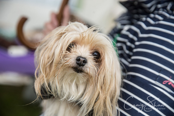 207_FunDay2017_PAWS_craigshaw