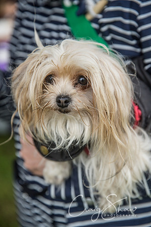 217_FunDay2017_PAWS_craigshaw