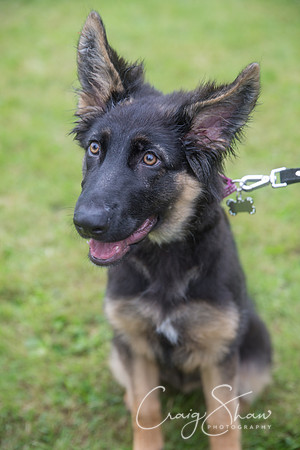 250_FunDay2017_PAWS_craigshaw