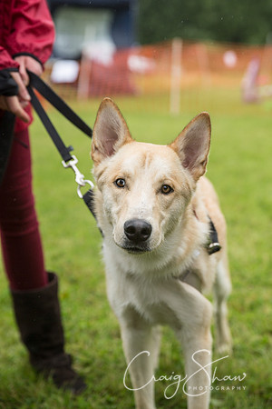257_FunDay2017_PAWS_craigshaw