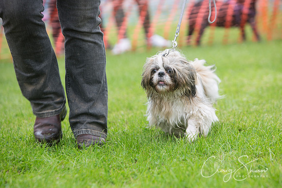 287_FunDay2017_PAWS_craigshaw