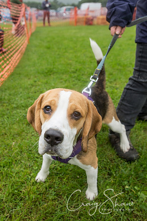 319_FunDay2017_PAWS_craigshaw