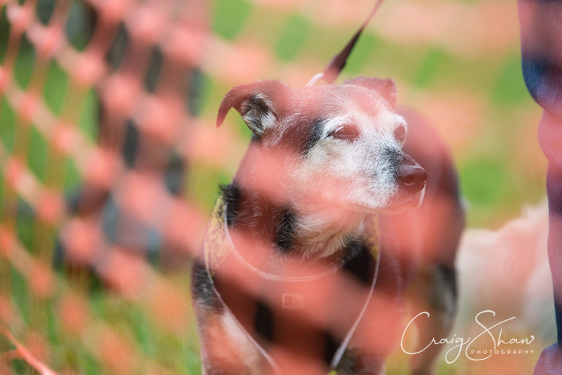 335_FunDay2017_PAWS_craigshaw