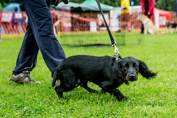 392_FunDay2017_PAWS_craigshaw