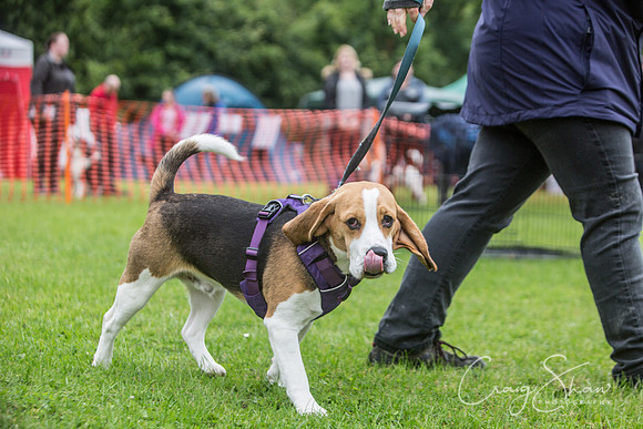 407_FunDay2017_PAWS_craigshaw