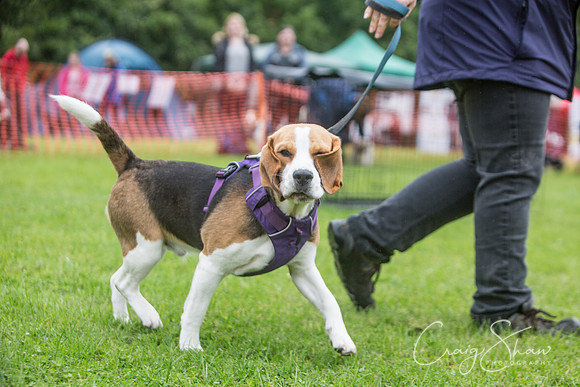 408_FunDay2017_PAWS_craigshaw