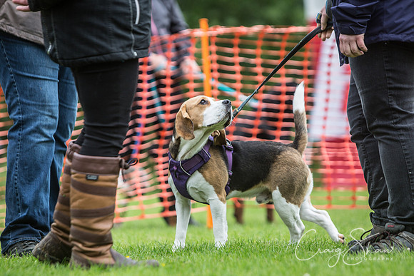 417_FunDay2017_PAWS_craigshaw