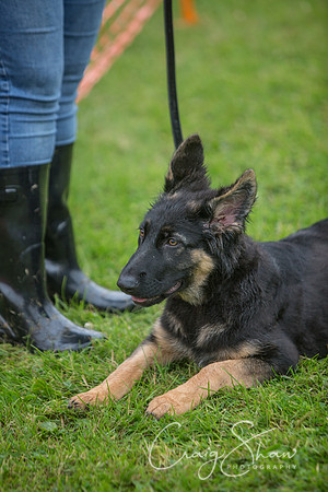 445_FunDay2017_PAWS_craigshaw