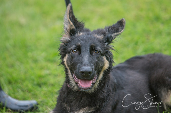 449_FunDay2017_PAWS_craigshaw