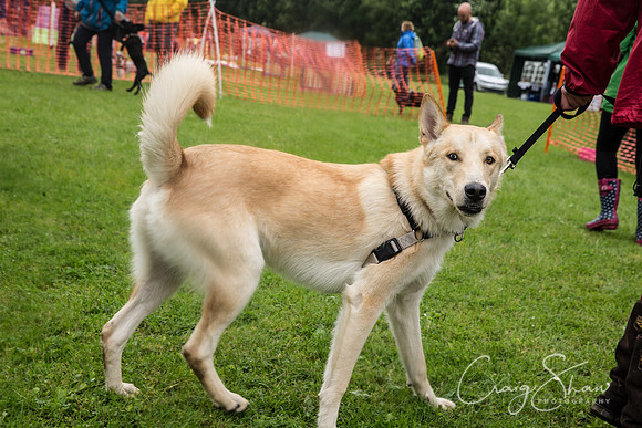 483_FunDay2017_PAWS_craigshaw