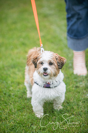 492_FunDay2017_PAWS_craigshaw