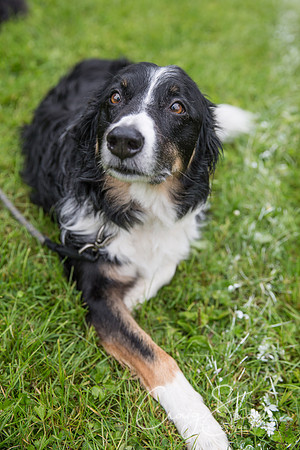559_FunDay2017_PAWS_craigshaw