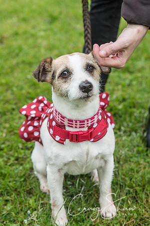 580_FunDay2017_PAWS_craigshaw