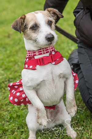 586_FunDay2017_PAWS_craigshaw