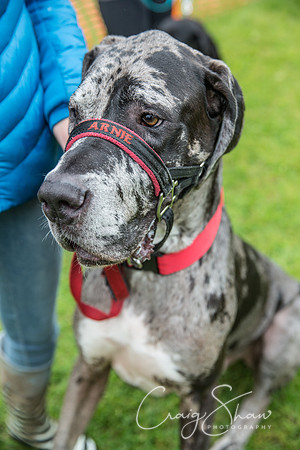 609_FunDay2017_PAWS_craigshaw