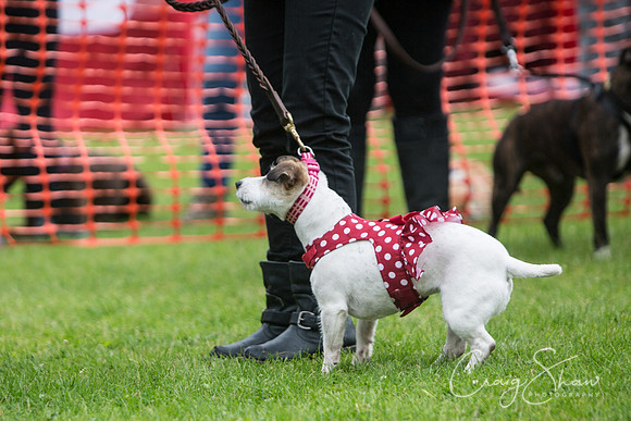 663_FunDay2017_PAWS_craigshaw