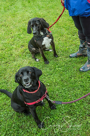 1195_FunDay2017_PAWS_craigshaw