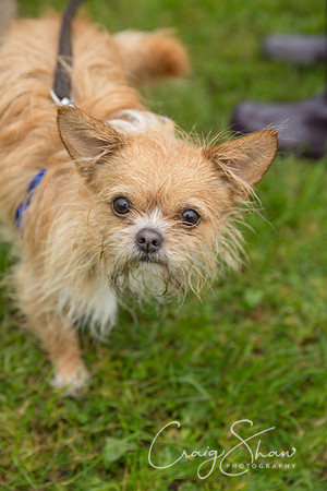 1235_FunDay2017_PAWS_craigshaw
