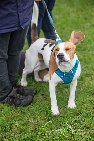 1245_FunDay2017_PAWS_craigshaw