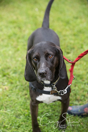 1263_FunDay2017_PAWS_craigshaw