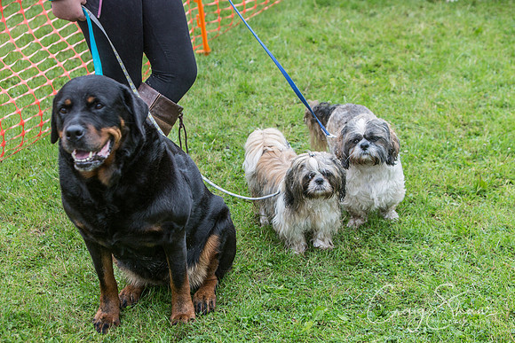 1314_FunDay2017_PAWS_craigshaw
