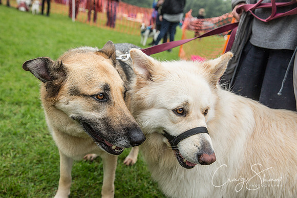 1370_FunDay2017_PAWS_craigshaw