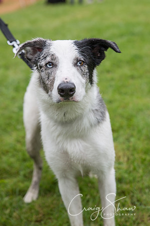 1388_FunDay2017_PAWS_craigshaw