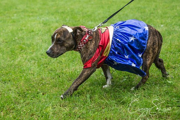 1412_FunDay2017_PAWS_craigshaw