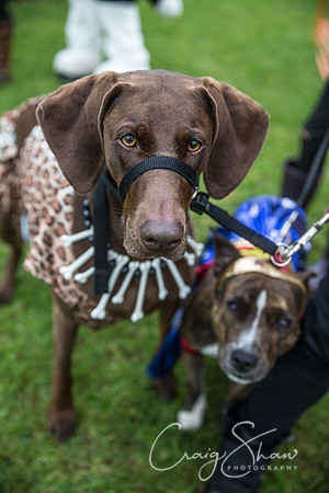 1428_FunDay2017_PAWS_craigshaw