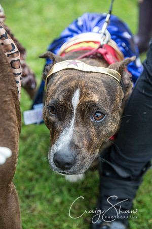 1432_FunDay2017_PAWS_craigshaw