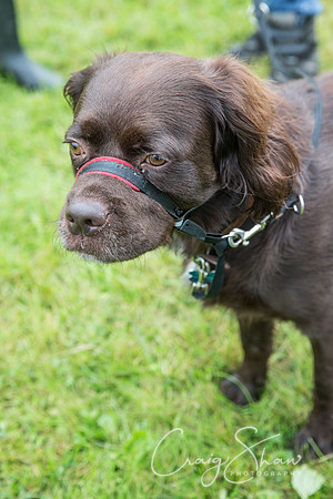 1520_FunDay2017_PAWS_craigshaw