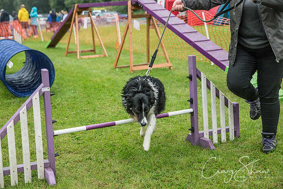 1567_FunDay2017_PAWS_craigshaw