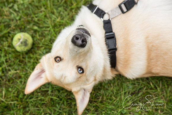 1609_FunDay2017_PAWS_craigshaw