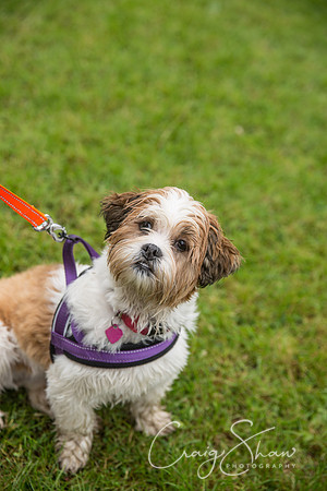 1633_FunDay2017_PAWS_craigshaw