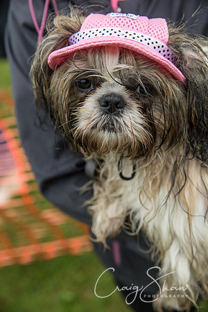 1642_FunDay2017_PAWS_craigshaw