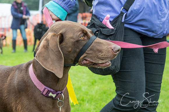 1660_FunDay2017_PAWS_craigshaw