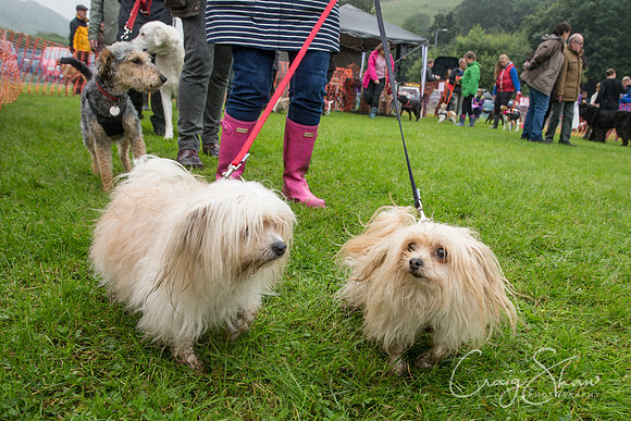 1667_FunDay2017_PAWS_craigshaw