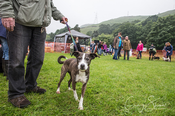 1674_FunDay2017_PAWS_craigshaw