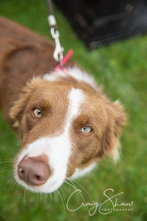 1723_FunDay2017_PAWS_craigshaw