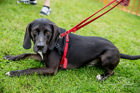 1729_FunDay2017_PAWS_craigshaw