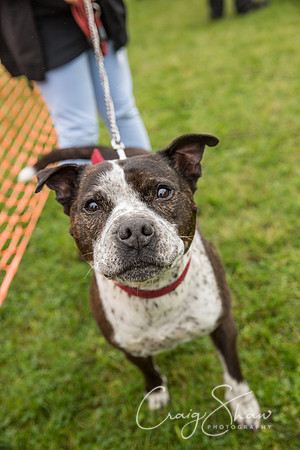 1733_FunDay2017_PAWS_craigshaw