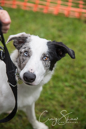 1750_FunDay2017_PAWS_craigshaw
