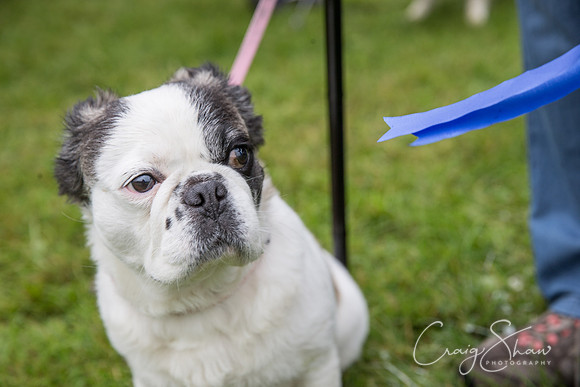 1761_FunDay2017_PAWS_craigshaw